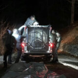 Životinje i Italija: Ulovljena medvedica koja je u italijanskim Alpima ubila džogera 4