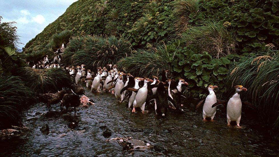 Pingvini na ostrvu Gof