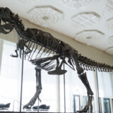 Dinosaurusi: Skelet Ti Reksa prodat za šest miliona dolara na aukciji 10