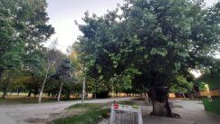 20220522_193307 Selo kroz koje od ulaska do izlaza vodi drvored sibirskih brestova najmanje je na području Zrenjanina, ali i najslađe 5