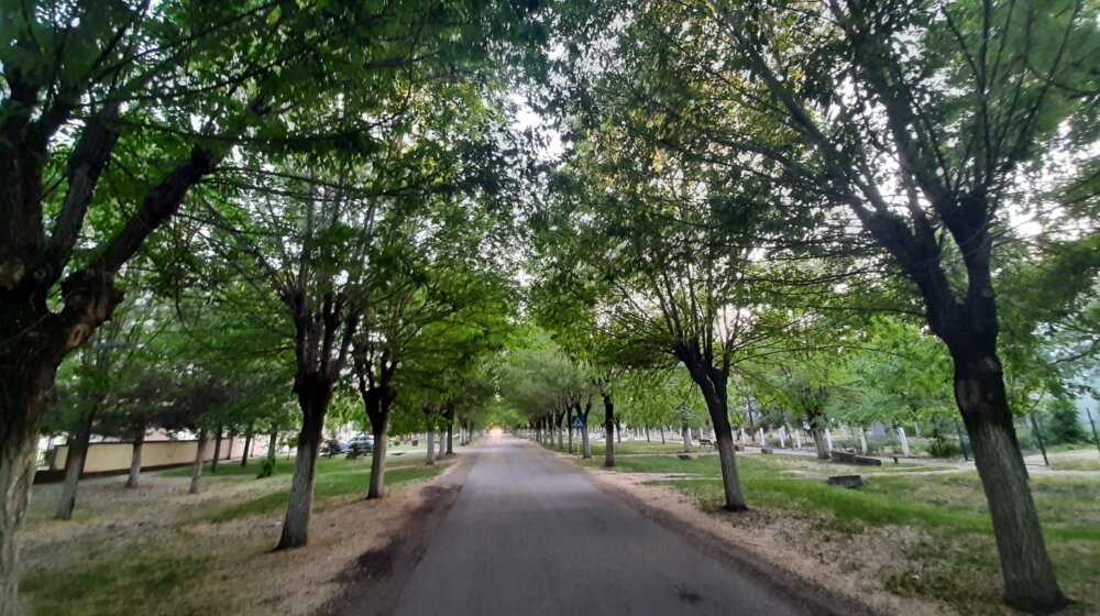 Selo kroz koje od ulaska do izlaza vodi drvored sibirskih brestova najmanje je na području Zrenjanina, ali i najslađe 1