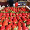 Srpske jagode zaglavile na granici: Proizvođači u debelom minusu 9