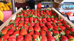 Ministarstvo poljoprivrede saopštilo: Osim borovnica i malina, sada se subvencionišu i jagode 27