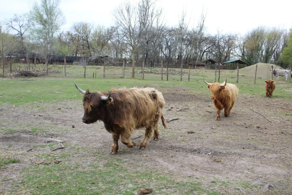Škotsko goveče nova vrsta životinje u Zoološkom vrtu Palić 2
