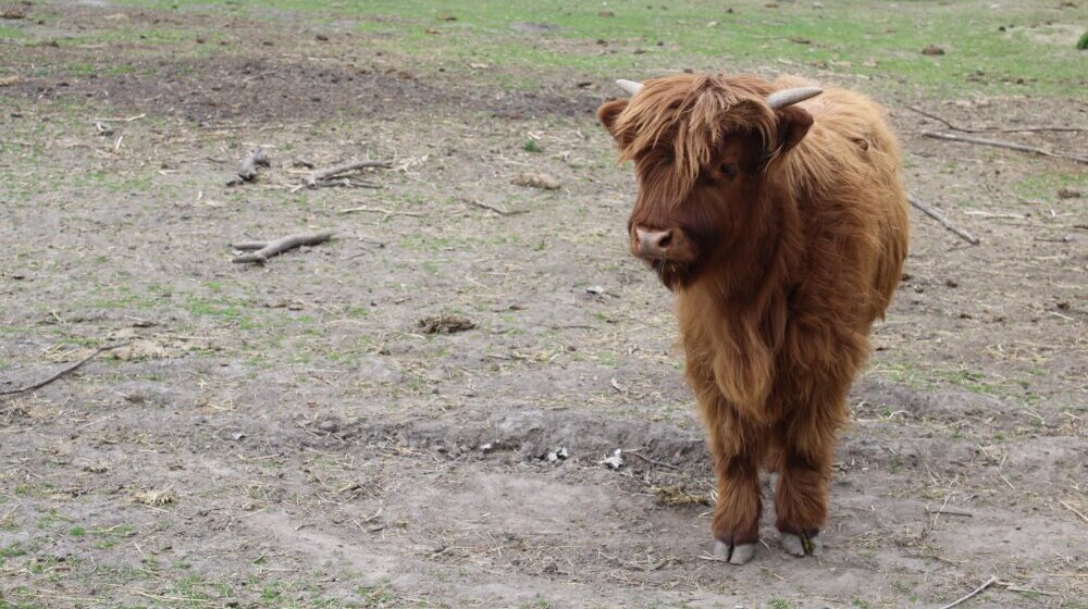 Škotsko goveče nova vrsta životinje u Zoološkom vrtu Palić 1