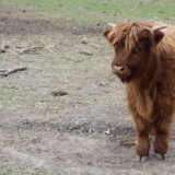 Škotsko goveče nova vrsta životinje u Zoološkom vrtu Palić 10