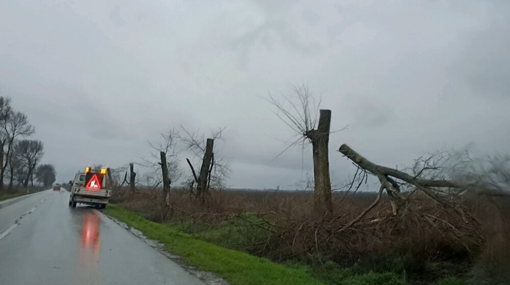 Posečen jedan od najlepših drvoreda u Vojvodini: Jedini preostali na putu od Novog Sada do Sombora 1