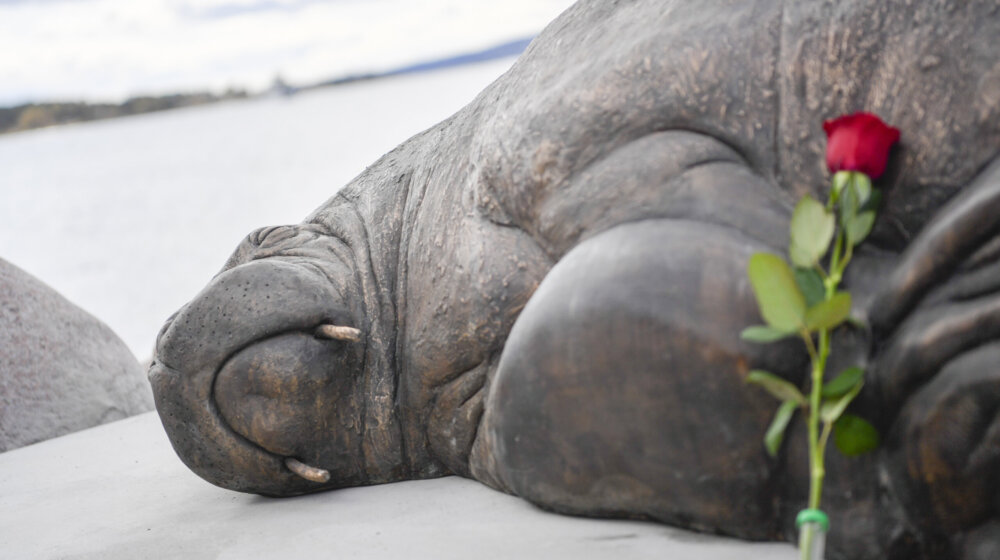U Norveškoj danas otkrivena skulptura morža Freje 1