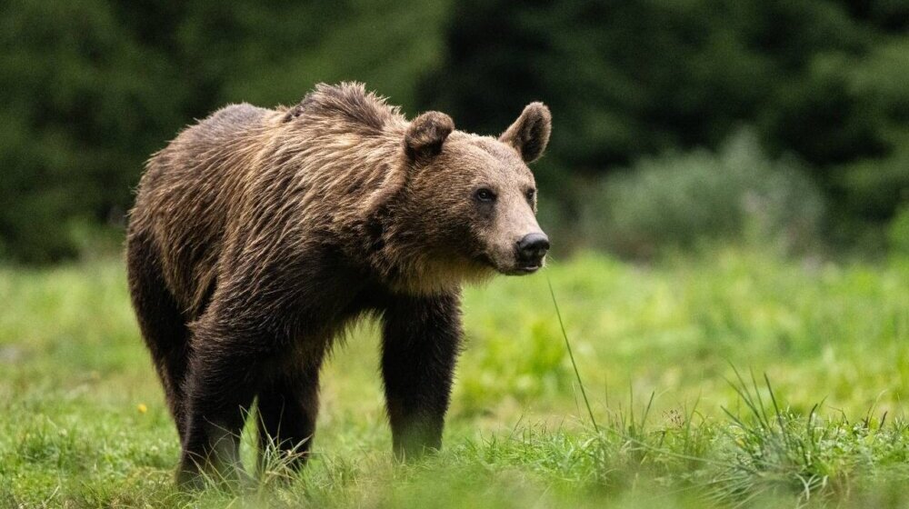 AP: Debata u Sloveniji o odstrelu medveda, jedan napao čoveka 1