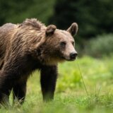 AP: Debata u Sloveniji o odstrelu medveda, jedan napao čoveka 12