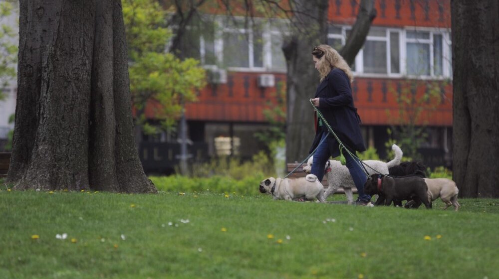 Klimatske promene donele su nam i – nove parazite: Da li čistite za svojim psima? 1