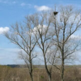 Otkrivena dva nova gnezda orlova krstaša, ornitolozi upozoravaju na zaštitu ugroženih vrsta 1