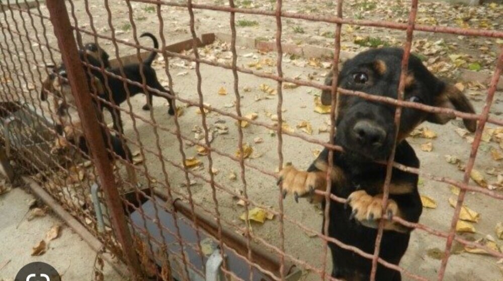 Zbog neadekvatnog držanja pasa reagovali političari u Zrenjaninu 1