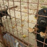 Zbog neadekvatnog držanja pasa reagovali političari u Zrenjaninu 13