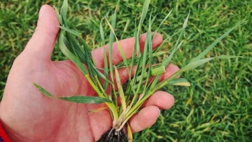 IMG-af33864abc7305fae3f643c0e20ae345-V "Kompletno naše poslovanje je igra na sreću": Poljoprivrednik iz Banata o planovima za prolećnu setvu 4