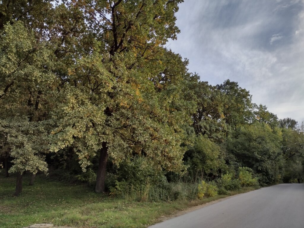 Bez kačamaka nema prvomajskih uranaka: Tradicija duga dva veka u Kragujevcu 2