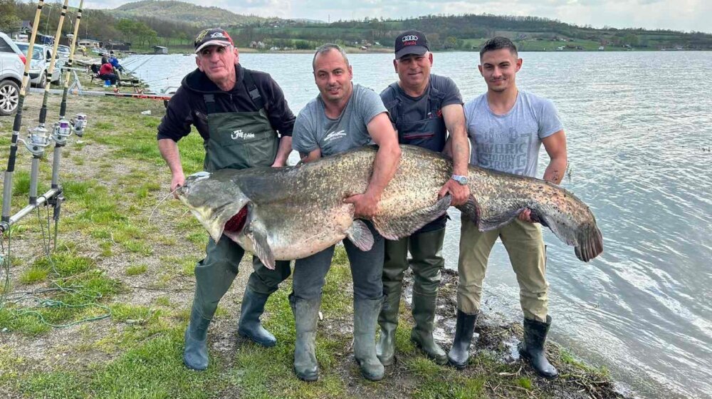 "Vađenje u čamac trajalo skoro čitav sat": Ribolovac na Gružanskom jezeru upecao soma dugog više od dva metra 1