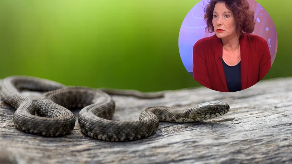 Koje zmije su otrovne, gde žive, kako se ponašati pri susretu, šta kad ujede: Profesorka Biološkog fakulteta objašnjava za Danas 1