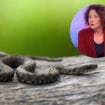 Koje zmije su otrovne, gde žive, kako se ponašati pri susretu, šta kad ujede: Profesorka Biološkog fakulteta objašnjava za Danas 4
