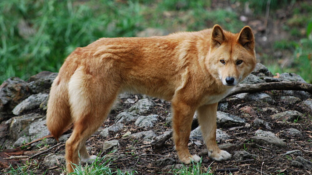 dingo