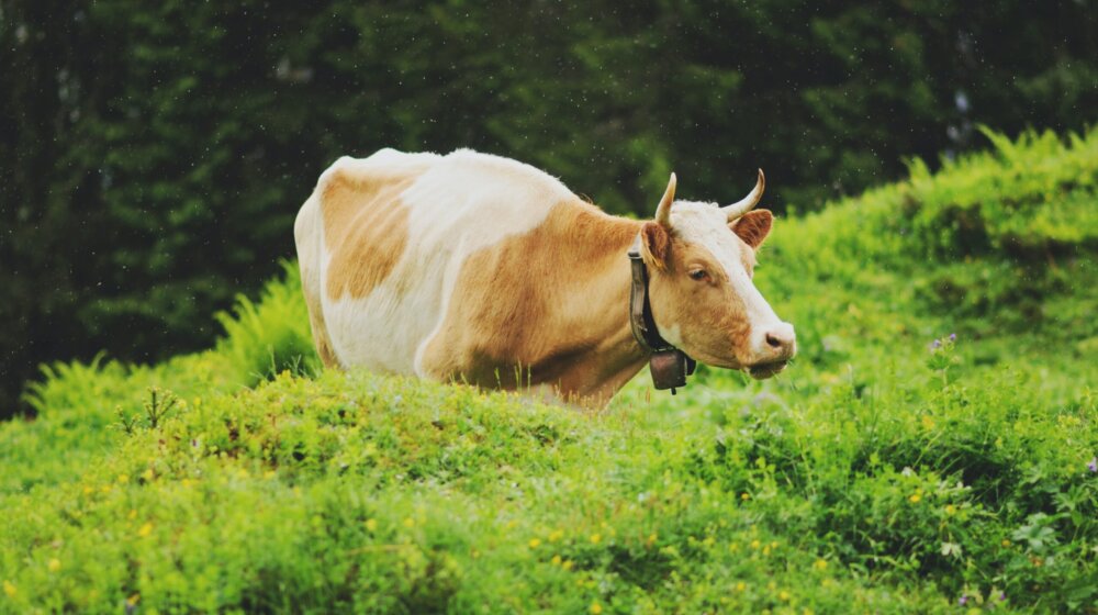 Da li surutka može da pomogne kod problema sa jetrom? 1