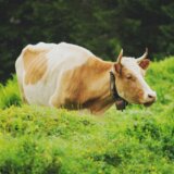 Da li surutka može da pomogne kod problema sa jetrom? 6