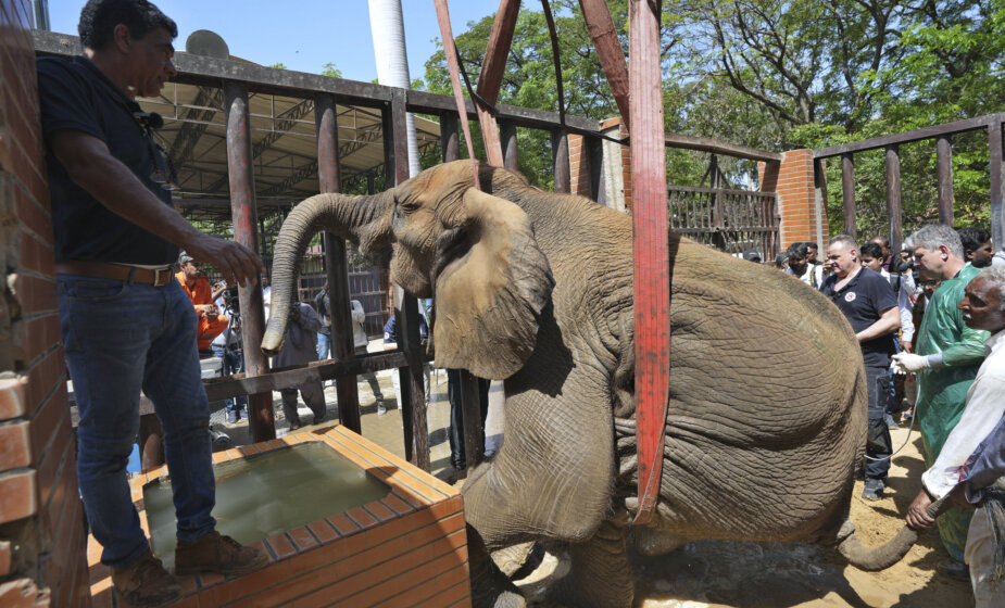 Strani veterinari spasli bolesnu slonicu u Pakistanu 1