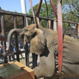 Strani veterinari spasli bolesnu slonicu u Pakistanu 9