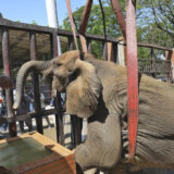 Strani veterinari spasli bolesnu slonicu u Pakistanu 2