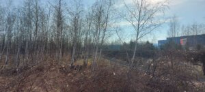 Zašto posečeno drveće na lokaciji gde kineski Jusei gradi fabriku u Nišu nije presađeno na drugu lokaciju? 2