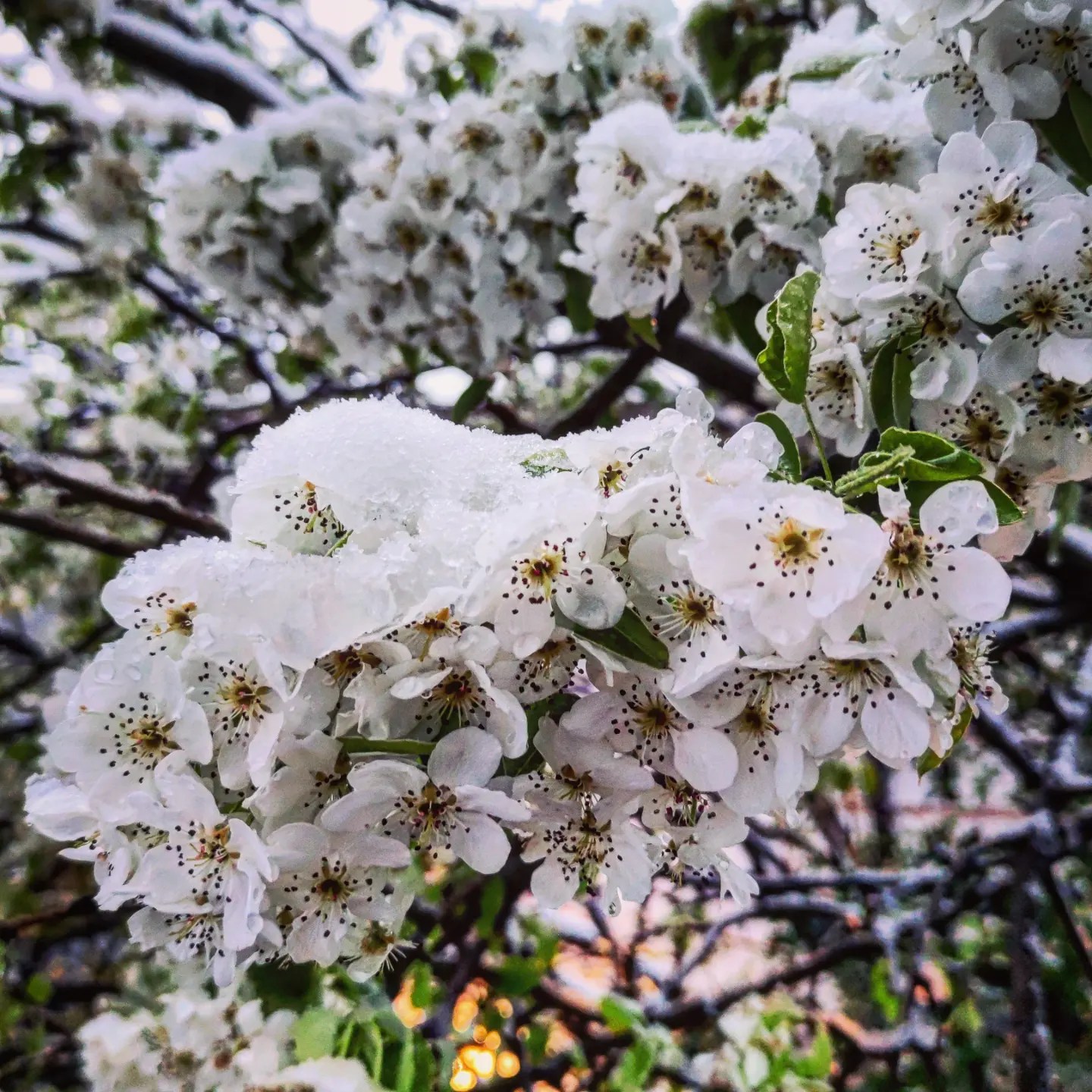 Lepša strana aprilskog snega u Beogradu (FOTO) 4