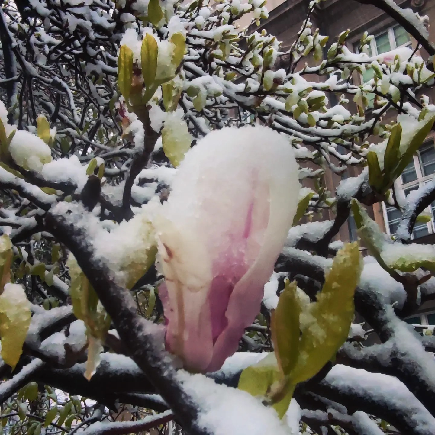Lepša strana aprilskog snega u Beogradu (FOTO) 5