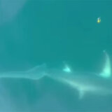 U Jadranskom moru dečak ulovio ajkulu od tri metra i 100 kg (VIDEO) 12