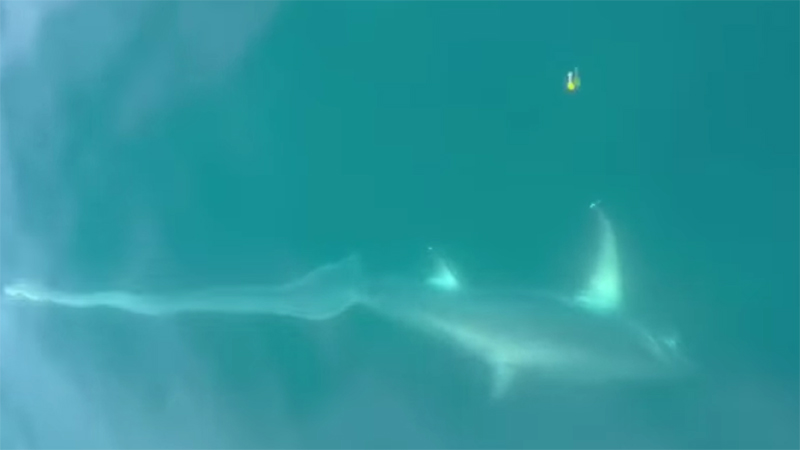 U Jadranskom moru dečak ulovio ajkulu od tri metra i 100 kg (VIDEO) 1