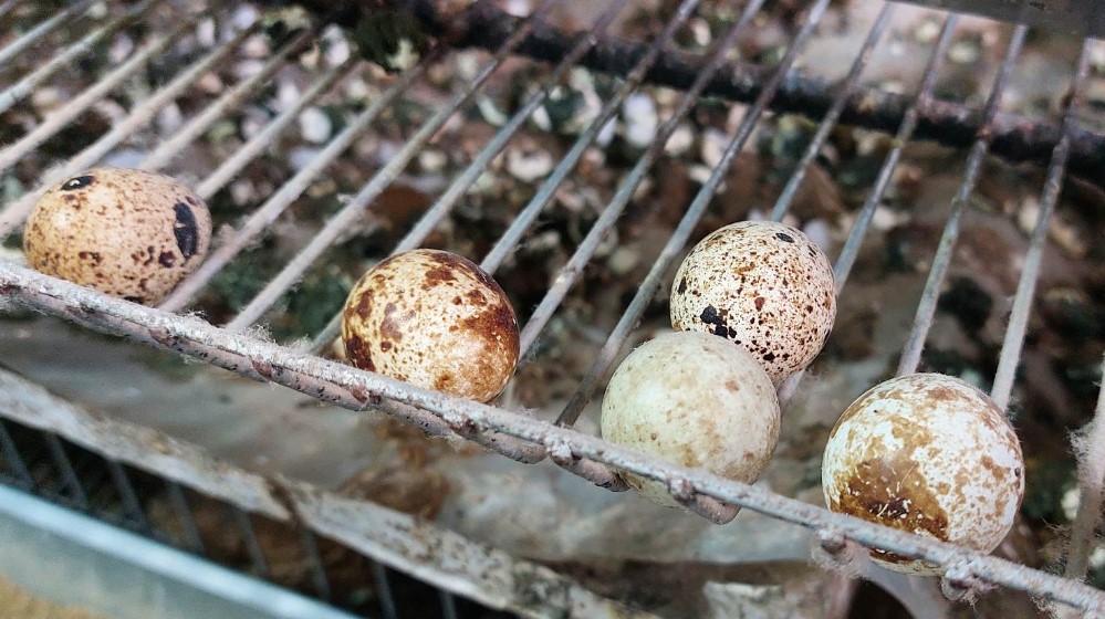“Za dva meseca od jajeta imaš koku koja nosi”: Kako je Zaječarac Saša Radovanović rešio da uzgaja prepelice 4