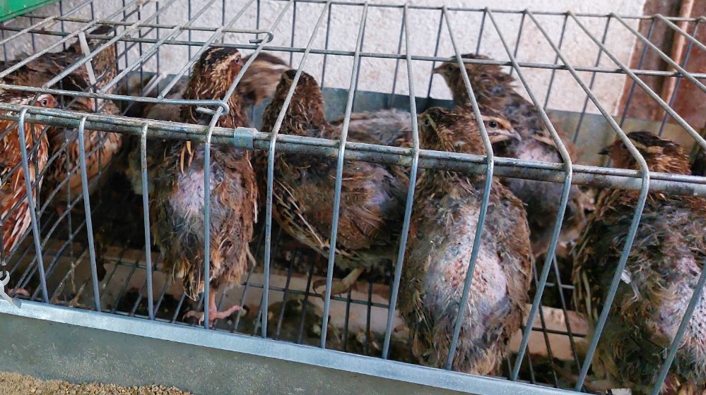 “Za dva meseca od jajeta imaš koku koja nosi”: Kako je Zaječarac Saša Radovanović rešio da uzgaja prepelice 3 “Za dva meseca od jajeta imaš koku koja nosi”: Kako je Zaječarac Saša Radovanović rešio da uzgaja prepelice 3