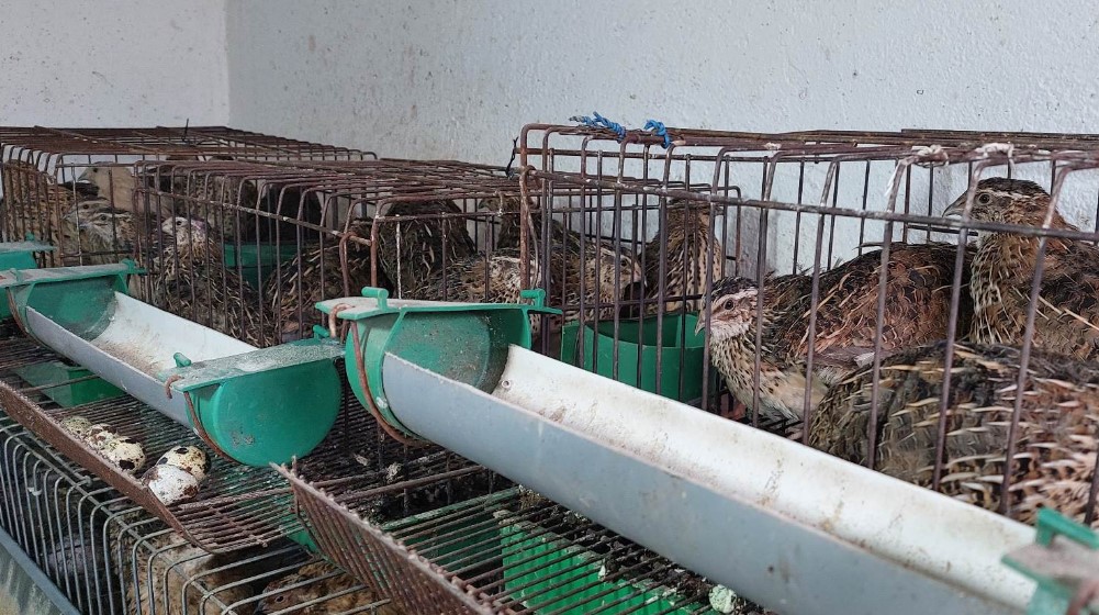 “Za dva meseca od jajeta imaš koku koja nosi”: Kako je Zaječarac Saša Radovanović rešio da uzgaja prepelice 5 “Za dva meseca od jajeta imaš koku koja nosi”: Kako je Zaječarac Saša Radovanović rešio da uzgaja prepelice 5