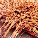 Istraživanje koje je zaprepastilo naučnike: Otkrivene nove sposobnosti ćelija raka 6