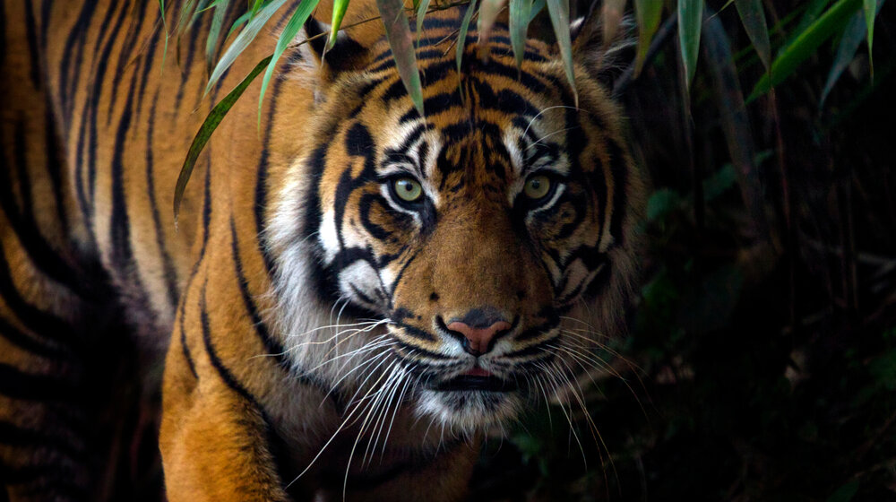 Policijski čas na severu Indije zbog napada tigrova 1