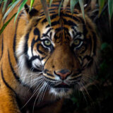 Policijski čas na severu Indije zbog napada tigrova 8