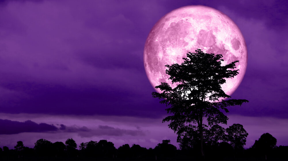 Stiže nam „Ružičasti pun mesec": Evo zašto se tako naziva 1