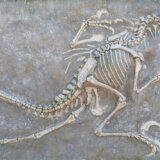 Fosilizovani otisci stopala pronađeni u kineskom restoranu: Otkud oni tu? 2