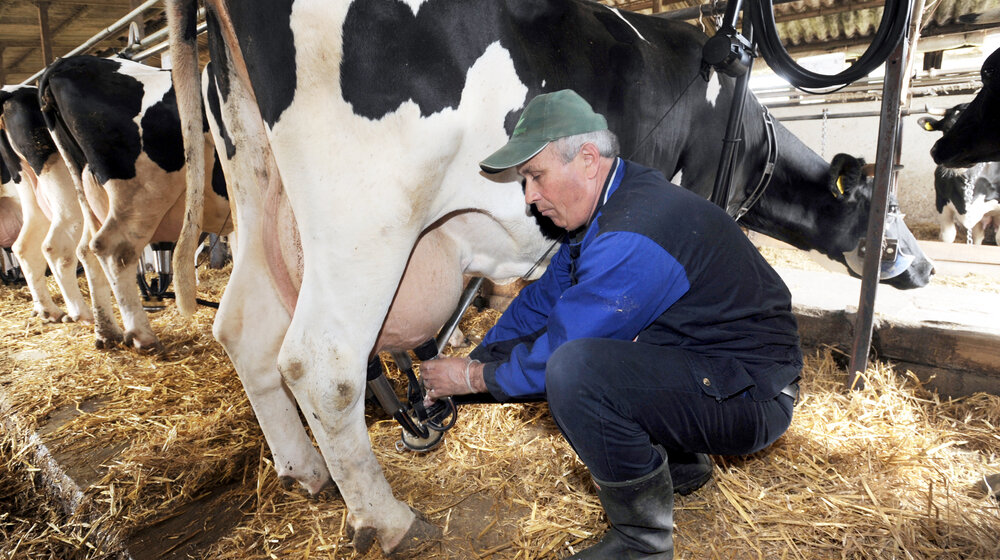 Proizvođač mleka: Od ministarke nismo dobili podatke o uvozu mleka, sumnjamo da je povećan