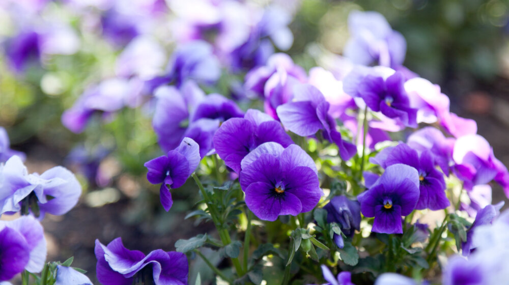 Danas su Cveti: Evo šta treba da uradite da bi vam se ispunila svaka želja 1