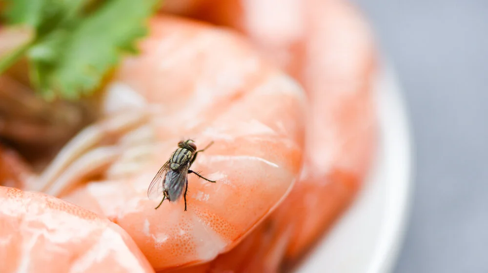 Da li znate šta mušice rade kad slete na našu hranu? Odgovor je gadniji od očekivanog 1