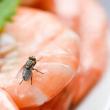 Da li znate šta mušice rade kad slete na našu hranu? Odgovor je gadniji od očekivanog 3