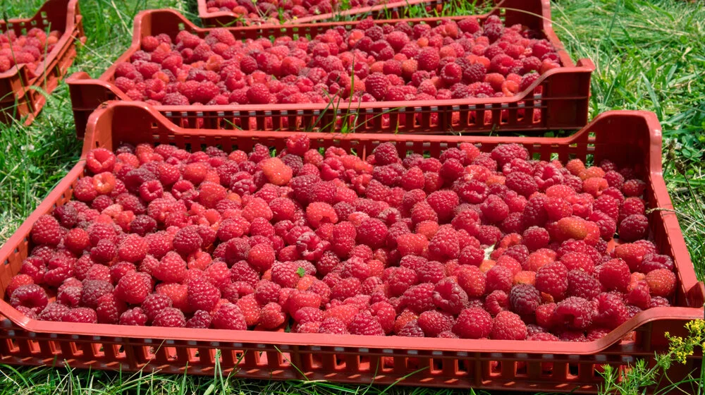 Nezadovoljni proizvođači malina iz nekoliko sela Bajine Bašte blokirali traktorima raskrsnicu 1