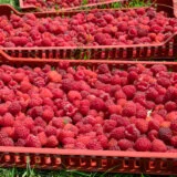 Ministar poljoprivrede proglasio dogovor sa malinarima sa otkupnom cenom od 250 dinara, u Arilju spremaju protest u nedelju 12