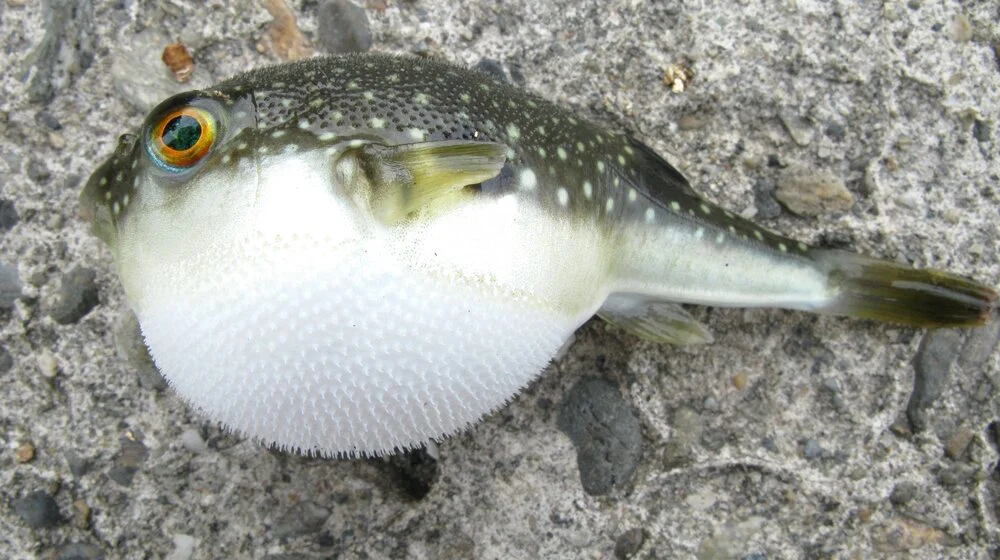 Muž i žena umrli nakon što su pojeli otrovnu ribu: Ima je i u Jadranu 1