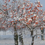 Keserović: Sneg nije oštetio voće, ali će propasti ako temperatura padne do minus tri stepena 8